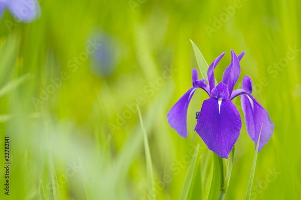 Obraz 紫のカキツバタ