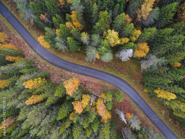 Fototapeta Aerial view of thick forest in autumn with road cutting through