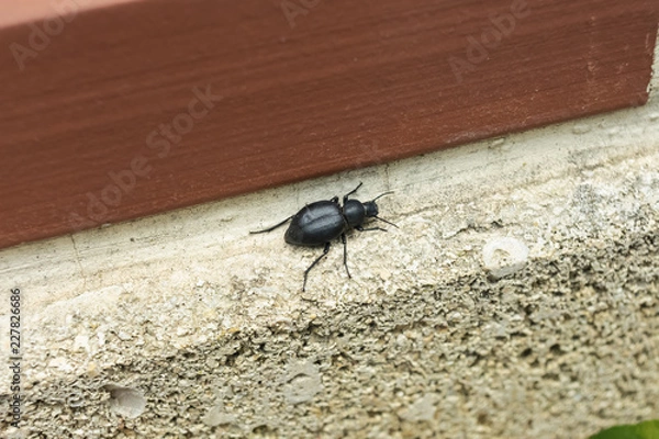 Fototapeta Scarafaggio