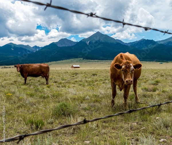 Obraz Cows in a Meadow