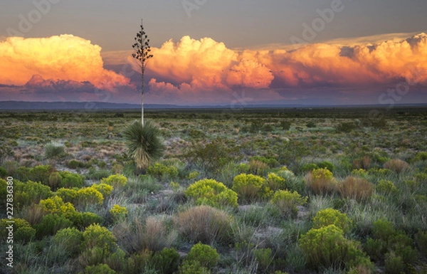 Obraz The Desert comes to life with evening light in New Mexico