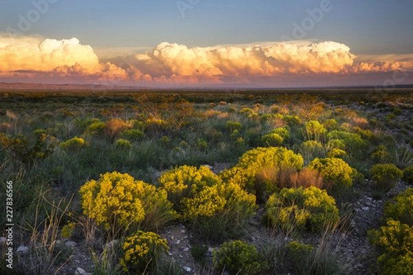 Obraz The Desert comes to life with evening light in New Mexico