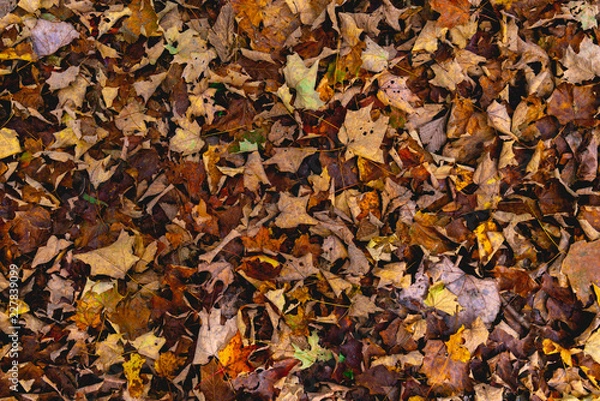 Obraz Fall Leaf Texture