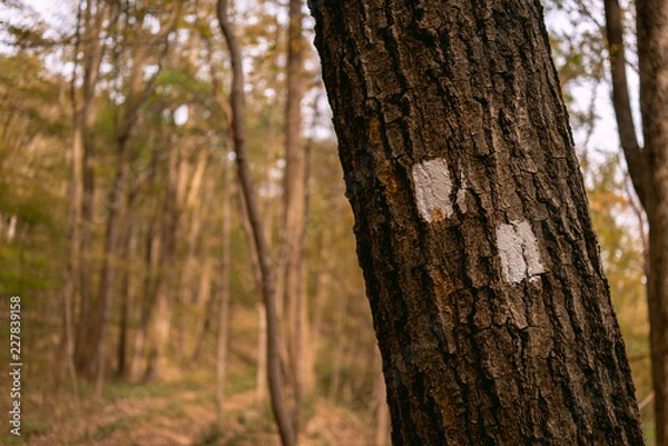 Obraz Trail Marker Go Left