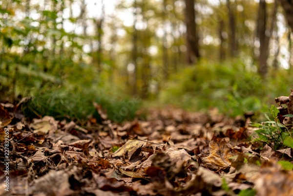 Obraz Close Up Fall Leaves