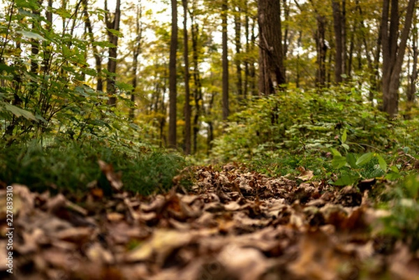Obraz Close Up Fall Leaves