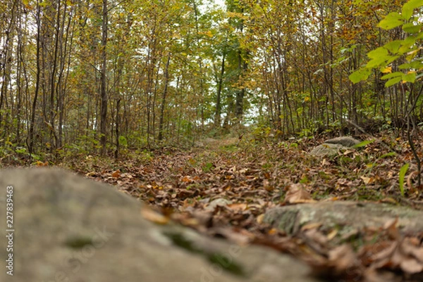 Fototapeta Close Up Forest Ground