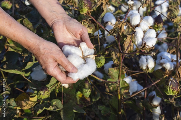Fototapeta Una persona que cosecha algodón en el campo.