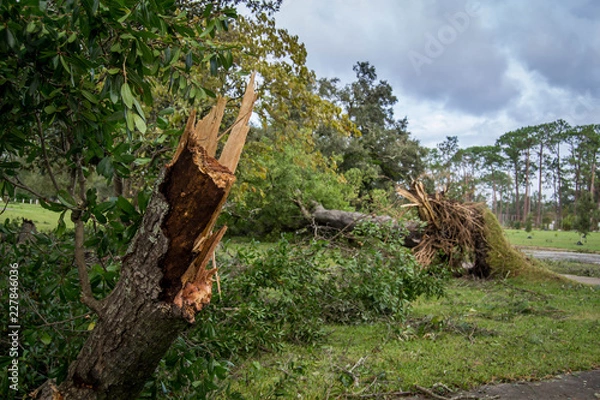Fototapeta Tree fallen after hurricane Michael