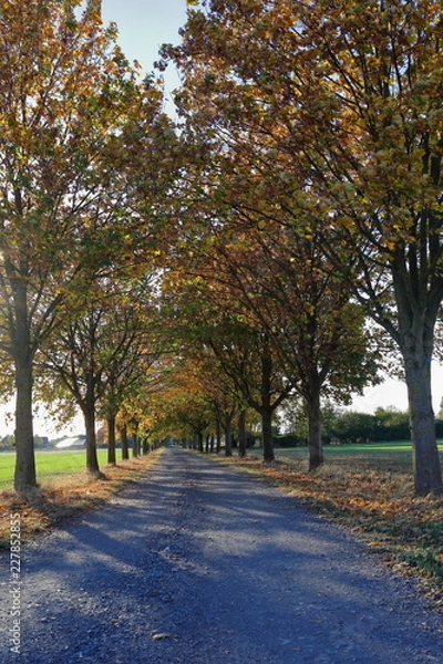 Fototapeta Path, avenue, row of trees, recreation, future, autumn