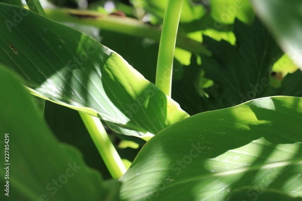 Fototapeta Macro Leaves and Stems