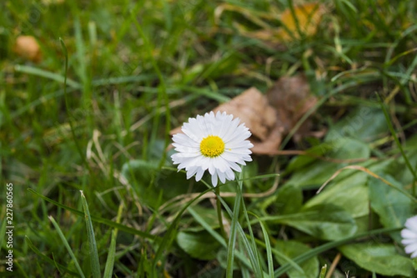 Obraz White soft chamomile in green grass