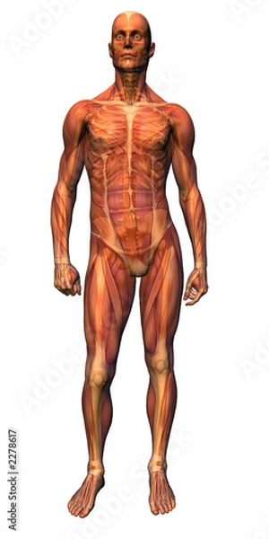 Fototapeta anatomy - musculature with skeleton