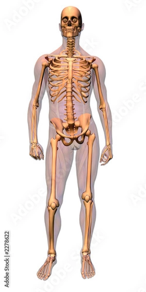 Fototapeta anatomy - skeleton with musculature