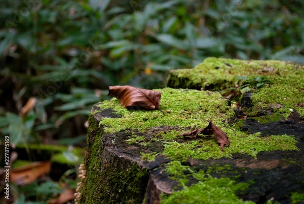 Fototapeta コケの上の枯れ葉