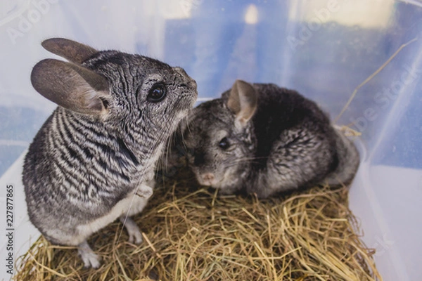 Obraz chinchillas