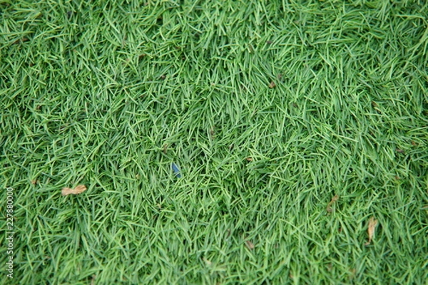 Obraz Artificial track and field with green grass combined with artificial grass