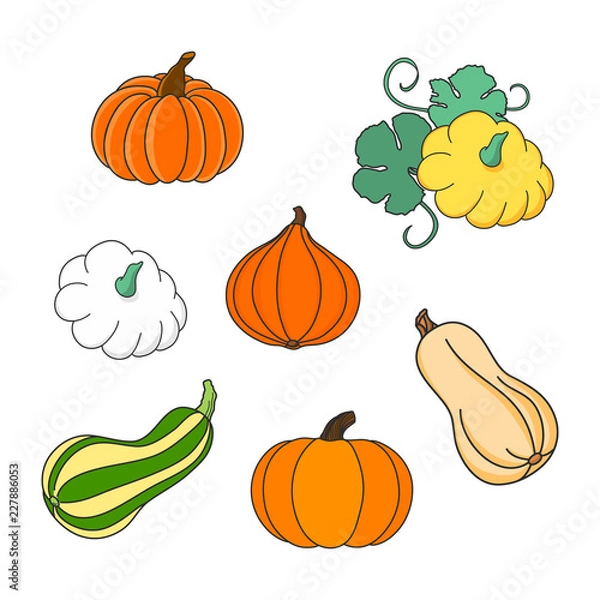 Obraz Colorful pumpkin, squash and gourd set. Hand drawn illustration vector.