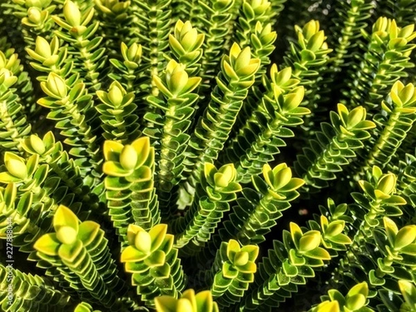 Obraz Wunder der Natur