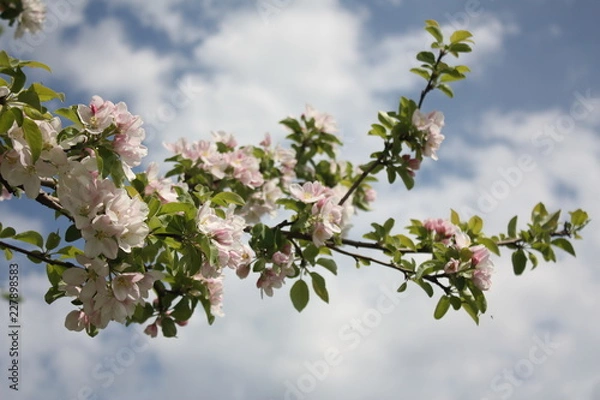 Fototapeta Flowering apple tree branch