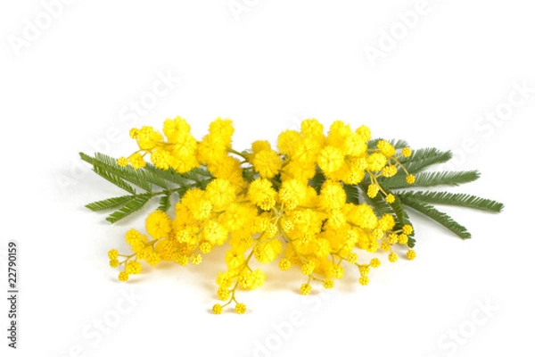 Obraz Mimosa branch, white background