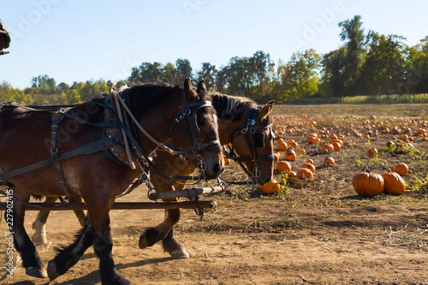 Obraz Horses Pulling a Wagon at the Pumpkin Patch