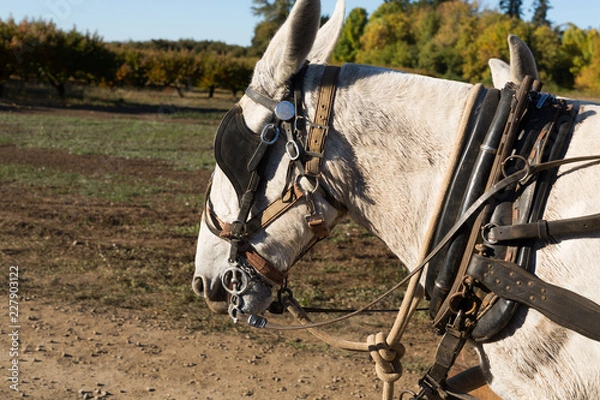 Obraz Horses Pulling a Wagon at the Pumpkin Patch