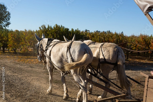 Obraz Horses Pulling a Wagon at the Pumpkin Patch