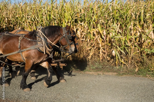 Obraz Horses Pulling a Wagon at the Pumpkin Patch