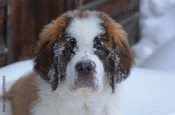 Obraz Three month old Saint Bernard