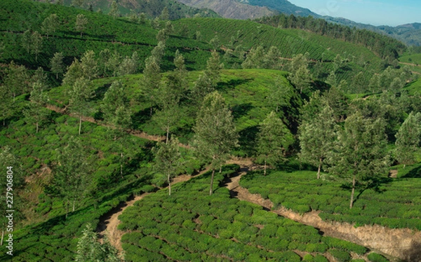 Obraz Tea Plantations in the hills