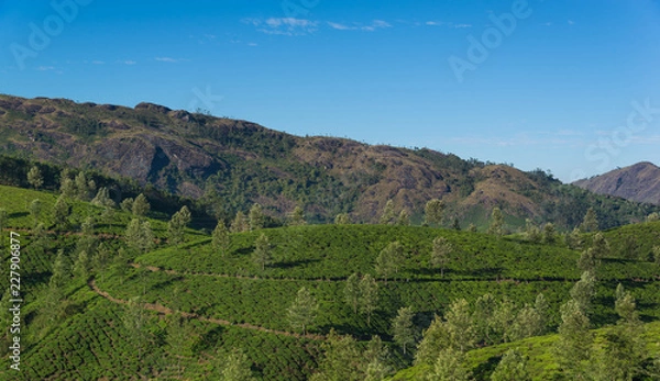 Obraz Tea Plantations in the hills