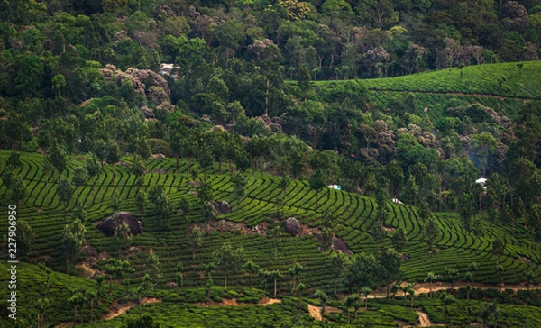 Obraz Tea Plantations in the hills