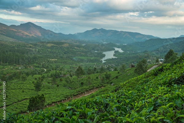 Obraz Tea Plantations in the hills