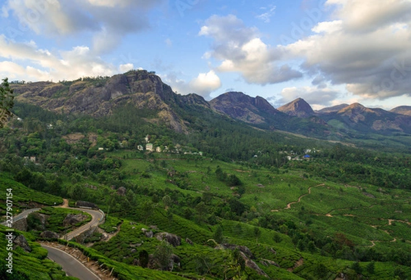 Obraz Tea Plantations in the hills