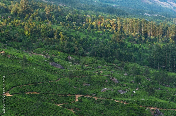 Obraz Tea Plantations in the hills