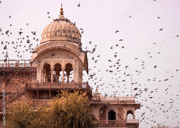 Fototapeta Pigeons crowding over the dome of Albert Hall