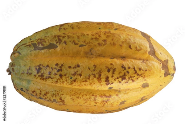 Obraz cacao fruit close-up