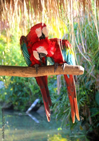 Fototapeta Pair of big parrot Red Macaw sitting on the branch. Ara chloroptera on green background. Wildlife and rainforest exotic tropical birds clean feathers, bask and love each other