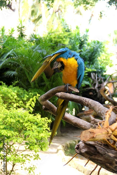 Fototapeta Long-tailed beautiful parrot with colorful feathers. Blue-yellow macaw parrot portrait. Perched parrot is on a branch, covered himself with a wing and cleans feathers