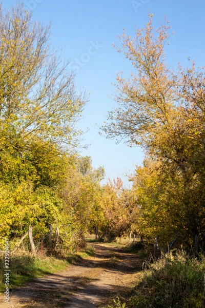 Obraz path through bushes and trees colorful in autumn season