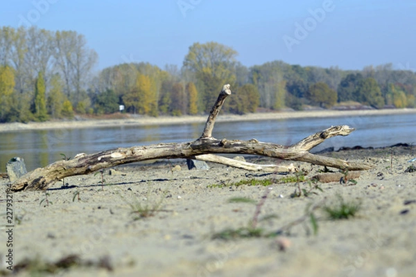 Obraz Ast am Strand