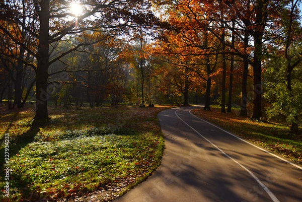 Fototapeta autumn landscape leaf fall in the Park
