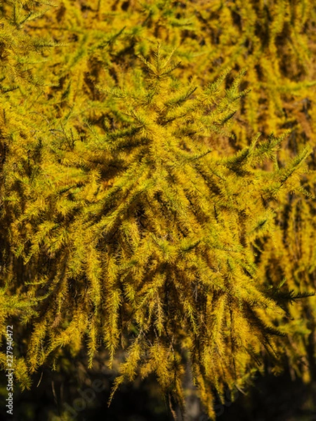 Fototapeta Coniferous tree