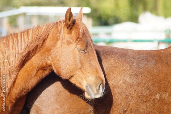Obraz schlafendes Pferd