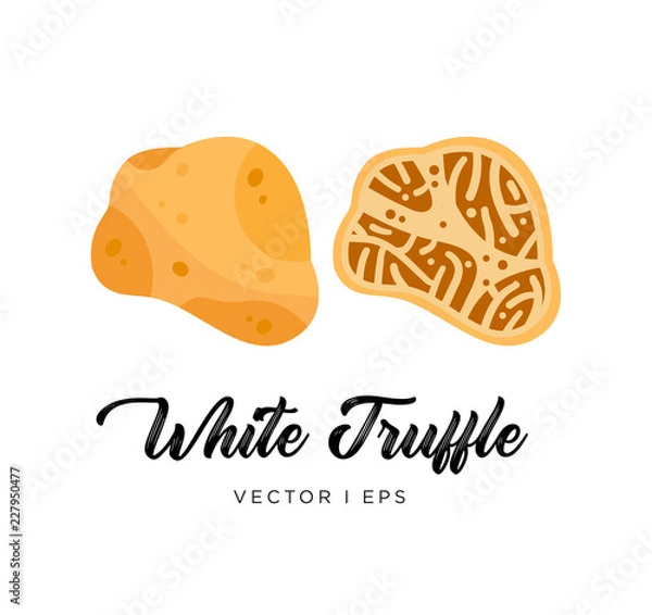 Fototapeta White truffle mushroom, cut sliced, vector editable illustration. Flat simple style.