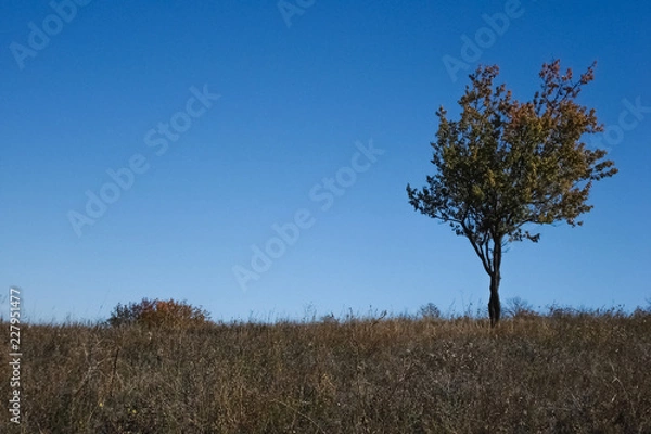 Fototapeta Lonely tree in the meadow.
