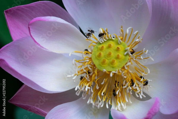 Obraz LOTUS WITH INSECT