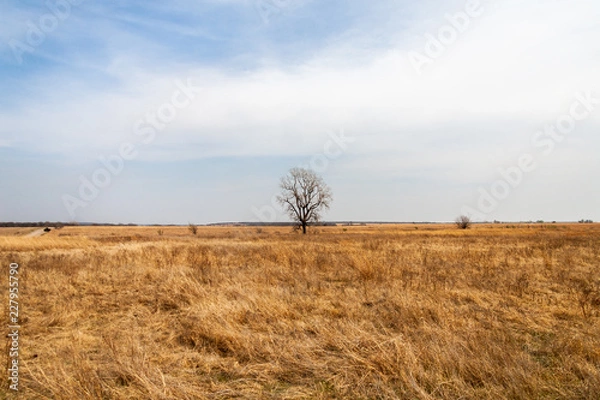 Obraz tree in the field