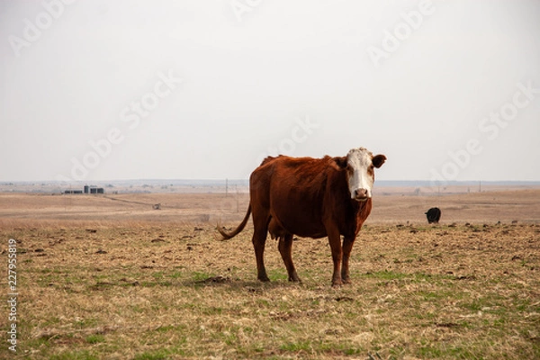 Obraz Cow on Plains